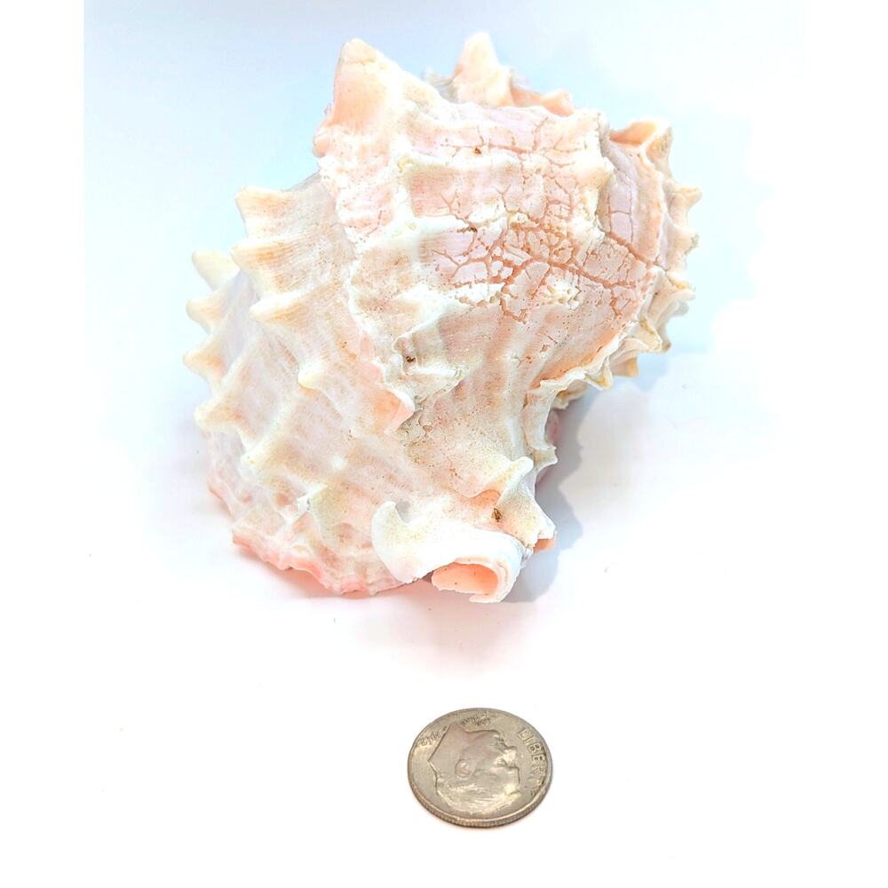 Pink Murex Conch Shell Display Seashell Coastal Beach Home Shell Decor - Picture 4 of 8